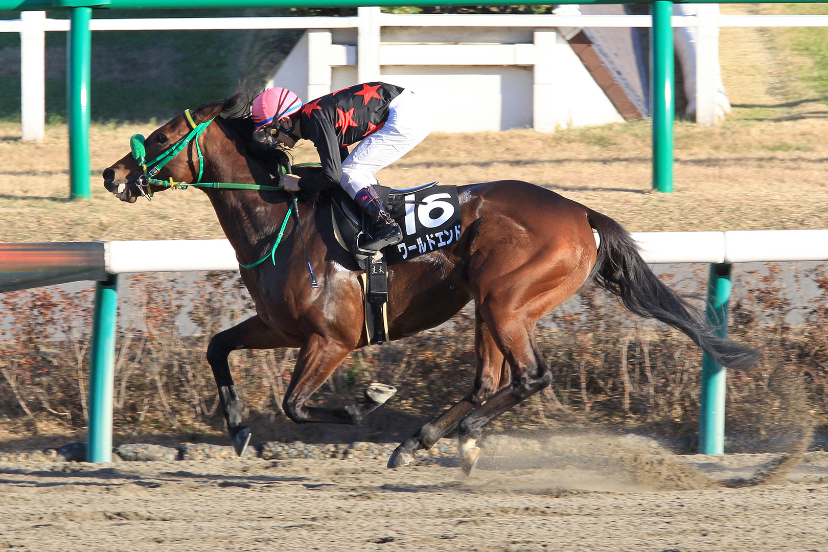 2012.12.16仲冬S 優勝