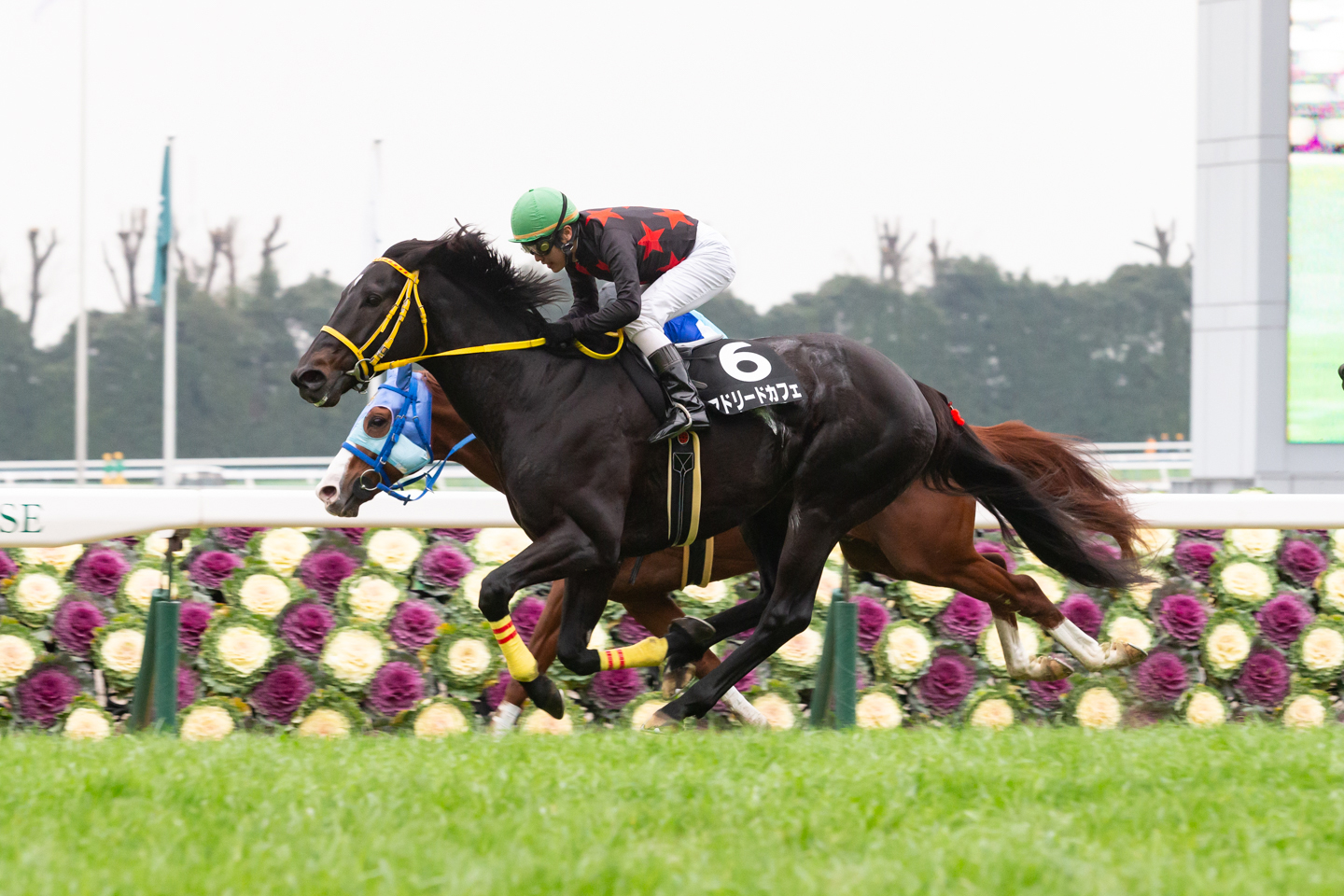 2016.1.5万葉Ｓ（L）優勝