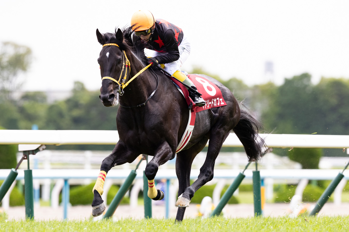 2017.5.27京都ハイジャンプ（JGII）優勝